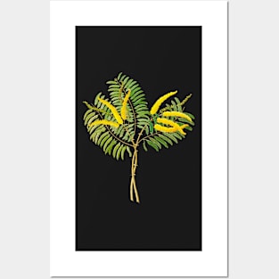 Acacia caffra - botanical illustration Posters and Art